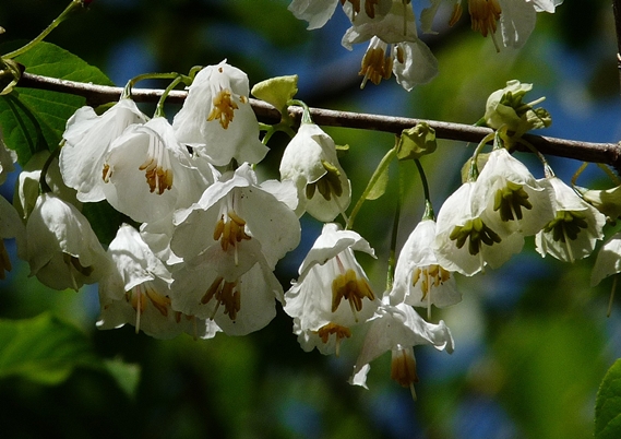 {Halesia tetraptera}